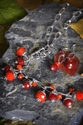 Astraia (thumbnail)