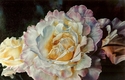 Peace%20Rose (thumbnail)