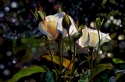 Symbol%20of%20Peace (thumbnail)