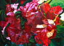 Red%20Rhodies (thumbnail)