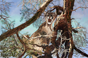 Treed%20%231%20%28Mountain%20Lion%29 (thumbnail)