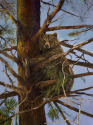 Treed%20%232%20%28Brown%20Bear%29 (thumbnail)