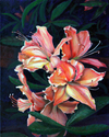 Wild%20Azaleas (thumbnail)