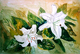 Painting--Watercolor-FloralWhite Is Beautiful