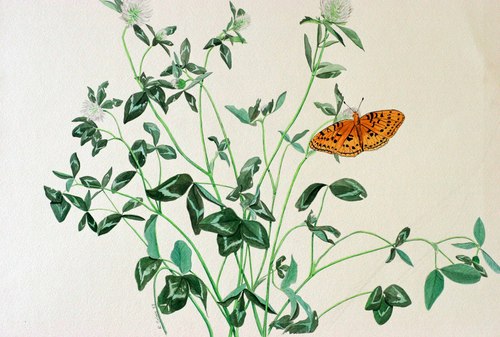 Painting-Wildlife-clover butterfly study