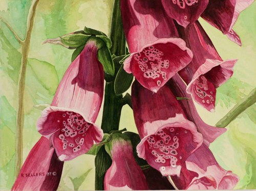 Painting-Floral-foxgloves
