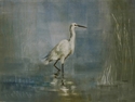 White Egret