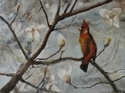 Red Cardinal