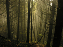 Photography--Color-NatureMorning Light 2622