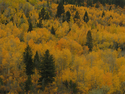 Photography--Color-LandscapeAspen Hillside 8412