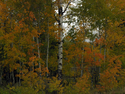 Photography--Color-NatureTeton Aspens 7582