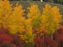 Photography--Color-LandscapeTeton Aspens 7581