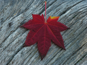 Vine Maple Leaf on Log 0052