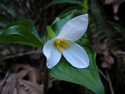 Photography--Color-NatureTrillium 1935
