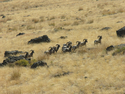 Photography--Color-AnimalsBig Horn Rams - Hart Mtn Antelope Refuge 3243