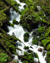 Photography--Color-LandscapeWahkeena Creek 3012