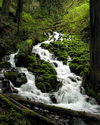 Photography--Color-LandscapeWahkeena Creek 3112