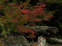 Photography--Color-LandscapeVine Maple 9670