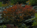 Photography--Color-LandscapeAutumn Sumac 9700