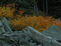 Photography--Color-LandscapeAutumn Sumac 9703