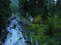Photography--Color-LandscapeFallen Giant 9682