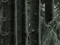 Photography--Black & White-LandscapeHemlocks 5139