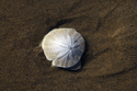 Photography--Color-NatureSand Dollar 2319