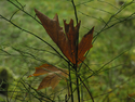 Photography--Color-NatureEnsnared Big Leaf Maple 4804