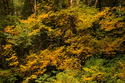 Photography--Color-LandscapeFall Color 1215