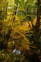 Photography--Color-LandscapeFall Color 2429