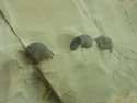 Photography--Color-AbstractShore Acres Rock Abstract 9668