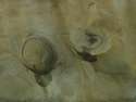 Photography--Color-AbstractShore Acres Rock Abstract 9687