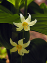 Photography--Color-NatureAvalanche Lilies