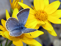 Photography--Color-NatureBlue on Arnica