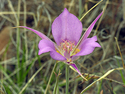 Photography--Color-NatureMariposa Lily