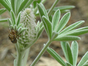 Photography--Color-NatureShed Cicada Skin on Lupine 8851