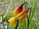 Photography--Color-NatureYellow Bells