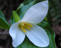 Photography--Color-NatureTrillium