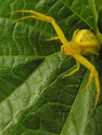 Photography--Color-NatureYellow Crab Spider