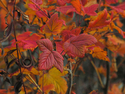 Photography--Color-NatureWild Currant Autumn Color