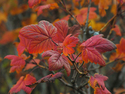 Photography--Color-NatureWild Currant Autumn Color II