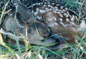 Mule Deer Fawn