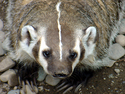 Photography--Color-AnimalsBusiness end of badger