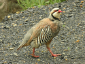 Photography--Color-AnimalsChukar Partridge