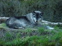Photography--Color-AnimalsGray Wolf