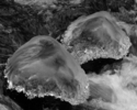 Photography--Black & White-LandscapeBridal Veil Creek 7398_022006