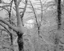 Photography--Black & White-LandscapeHamilton Mountain Trail 7995_031006