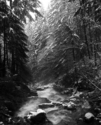 Photography--Black & White-LandscapeHardy Creek Dusting of Snow 5100_112606