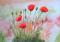 Denise Harris - Poppy