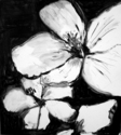 hibiscus%202 (thumbnail)